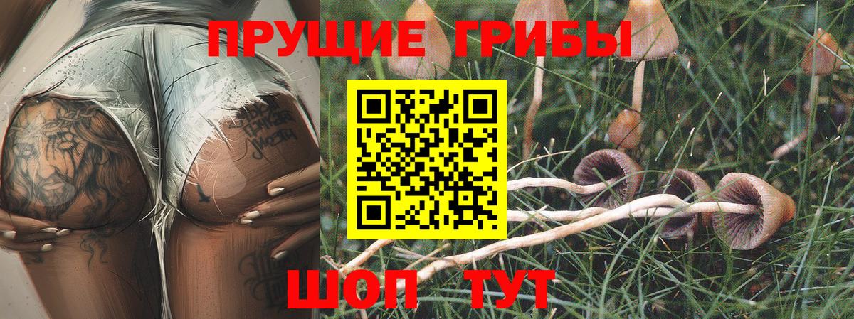 Псилоцибиновые грибы GOLDEN TEACHER  Галлюциногенные грибы Psilocybine cubensis  Вход с VPN  Кулебаки 